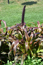 Jester Millet (Pennisetum glaucum 'Jester') at The Green Spot Home & Garden