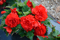 Nonstop Red Begonia (Begonia 'Nonstop Red') at The Green Spot Home & Garden