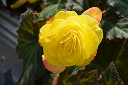 Nonstop Mocca Yellow Begonia (Begonia 'Nonstop Mocca Yellow') at The Green Spot Home & Garden