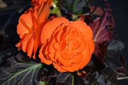 Nonstop Mocca Bright Orange Begonia (Begonia 'Nonstop Mocca Bright Orange') at The Green Spot Home & Garden