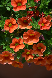 Aloha Hot Orange Calibrachoa (Calibrachoa 'Aloha Hot Orange') at The Green Spot Home & Garden