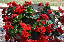 Solenia Velvet Red Begonia (Begonia x hiemalis 'Solenia Velvet Red') at The Green Spot Home & Garden