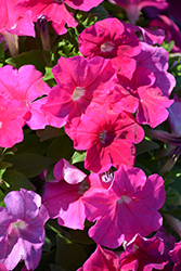 Pretty Flora Rose Petunia (Petunia 'PAS1157219') at The Green Spot Home & Garden