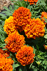 Fireball Marigold (Tagetes patula 'Fireball') at The Green Spot Home & Garden