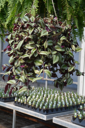 Wandering Jew (Tradescantia zebrina) at The Green Spot Home & Garden