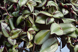 Wandering Jew (Tradescantia zebrina) at The Green Spot Home & Garden