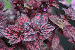 Hippo Red Polka Dot Plant (Hypoestes phyllostachya 'G14157') at The Green Spot Home & Garden