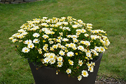 Bright Lights Double Moonglow African Daisy (Osteospermum 'Bright Lights Double Moonglow') at The Green Spot Home & Garden