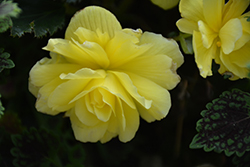 Illumination Lemon Begonia (Begonia 'Illumination Lemon') at The Green Spot Home & Garden