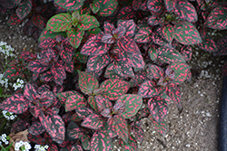 Hippo Red Polka Dot Plant (Hypoestes phyllostachya 'G14157') at The Green Spot Home & Garden