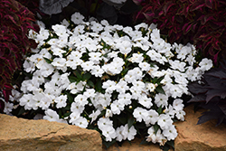 SunPatiens Compact White Impatiens (Impatiens 'SakimP027') at The Green Spot Home & Garden