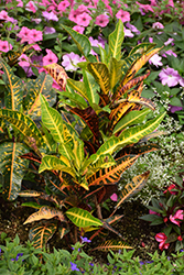 Variegated Croton (Codiaeum variegatum) at The Green Spot Home & Garden