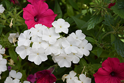 Intensia White Annual Phlox (Phlox 'DPHLOX866') at The Green Spot Home & Garden