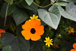 Orange A-Peel Black-Eyed Susan (Thunbergia alata 'Orange Wonder') at The Green Spot Home & Garden