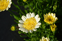 Bright Lights Double Moonglow African Daisy (Osteospermum 'Bright Lights Double Moonglow') at The Green Spot Home & Garden