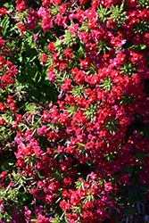 Obsession Cascade Red with Eye (Verbena 'Obsession Cascade Red with Eye') at The Green Spot Home & Garden