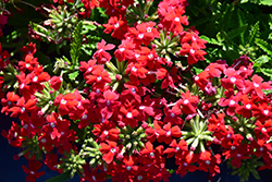 Obsession Cascade Red with Eye (Verbena 'Obsession Cascade Red with Eye') at The Green Spot Home & Garden