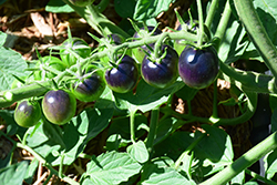 Midnight Snack Tomato (Solanum lycopersicum 'Midnight Snack') at The Green Spot Home & Garden