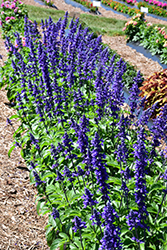 Mystic Spires Sage (Salvia 'Mystic Spires') at The Green Spot Home & Garden