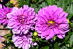 Dahlinova Hypnotica Lavender Dahlia (Dahlia 'Hypnotica Lavender') at The Green Spot Home & Garden