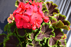 BullsEye Cherry Geranium (Pelargonium 'BullsEye Cherry') at The Green Spot Home & Garden