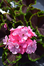 BullsEye Light Pink Geranium (Pelargonium 'BullsEye Light Pink') at The Green Spot Home & Garden