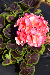 BullsEye Salmon Geranium (Pelargonium 'BullsEye Salmon') at The Green Spot Home & Garden