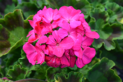 Maverick Rose Geranium (Pelargonium 'Maverick Rose') at The Green Spot Home & Garden