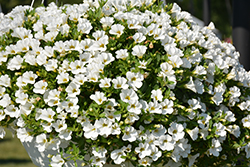 Superbells White Calibrachoa (Calibrachoa 'Balcal14141') at The Green Spot Home & Garden