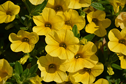 Superbells Yellow Calibrachoa (Calibrachoa 'Balcal1004') at The Green Spot Home & Garden
