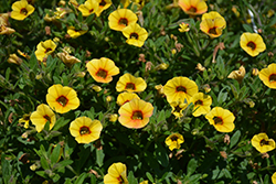 Superbells Saffron Calibrachoa (Calibrachoa 'Superbells Saffron') at The Green Spot Home & Garden
