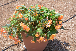 Illumination Apricot Shades Begonia (Begonia 'Illumination Apricot Shades') at The Green Spot Home & Garden