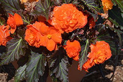 Nonstop Mocca Bright Orange Begonia (Begonia 'Nonstop Mocca Bright Orange') at The Green Spot Home & Garden