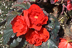 Nonstop Mocca Red Begonia (Begonia 'Nonstop Mocca Red') at The Green Spot Home & Garden