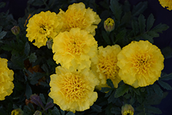 Hot Pak Yellow Marigold (Tagetes patula 'PAS1077396') at The Green Spot Home & Garden