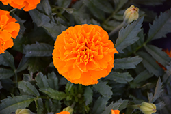 Hot Pak Orange Marigold (Tagetes patula 'PAS1077390') at The Green Spot Home & Garden