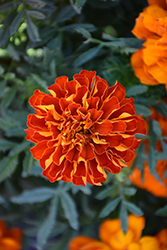 Durango Red Marigold (Tagetes patula 'Durango Red') at The Green Spot Home & Garden
