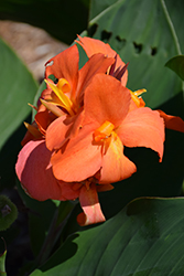 Cannova Orange Shades Canna (Canna 'Cannova Orange Shades') at The Green Spot Home & Garden