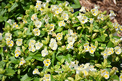 Kauai Lemon Drop Torenia (Torenia 'PAS786694') at The Green Spot Home & Garden