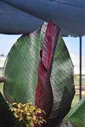 Red Banana (Ensete ventricosum 'Maurelii') at The Green Spot Home & Garden