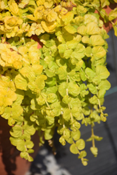 Goldilocks Creeping Jenny (Lysimachia nummularia 'Goldilocks') at The Green Spot Home & Garden