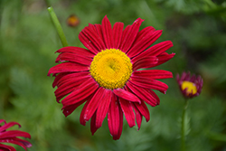 Robinson's Red Painted Daisy (Tanacetum coccineum 'Robinson's Red') at The Green Spot Home & Garden