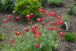 Robinson's Red Painted Daisy (Tanacetum coccineum 'Robinson's Red') at The Green Spot Home & Garden