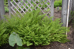 Lady in Red Fern (Athyrium filix-femina 'Lady in Red') at The Green Spot Home & Garden