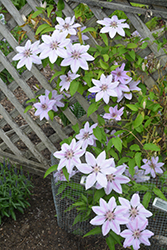 Nelly Moser Clematis (Clematis 'Nelly Moser') at The Green Spot Home & Garden