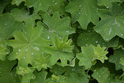 Lady's Mantle (Alchemilla mollis) at The Green Spot Home & Garden