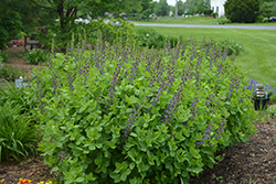 Indigo Spires False Indigo (Baptisia 'Indigo Spires') at The Green Spot Home & Garden