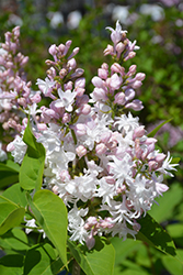 Beauty of Moscow Lilac (Syringa vulgaris 'Beauty of Moscow') at The Green Spot Home & Garden
