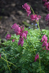 King of Hearts Bleeding Heart (Dicentra 'King of Hearts') at The Green Spot Home & Garden