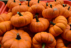 Jack Be Little Pumpkin (Cucurbita pepo var. pepo 'Jack Be Little') at The Green Spot Home & Garden